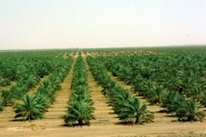 اراضي للبيع في السعودية